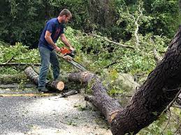 Best Arborist Consultation Services  in Homedale, ID